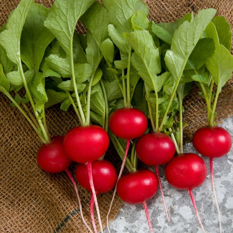 Radish