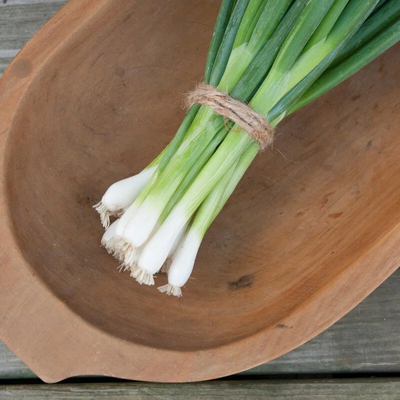 evergreen scallion.jpg