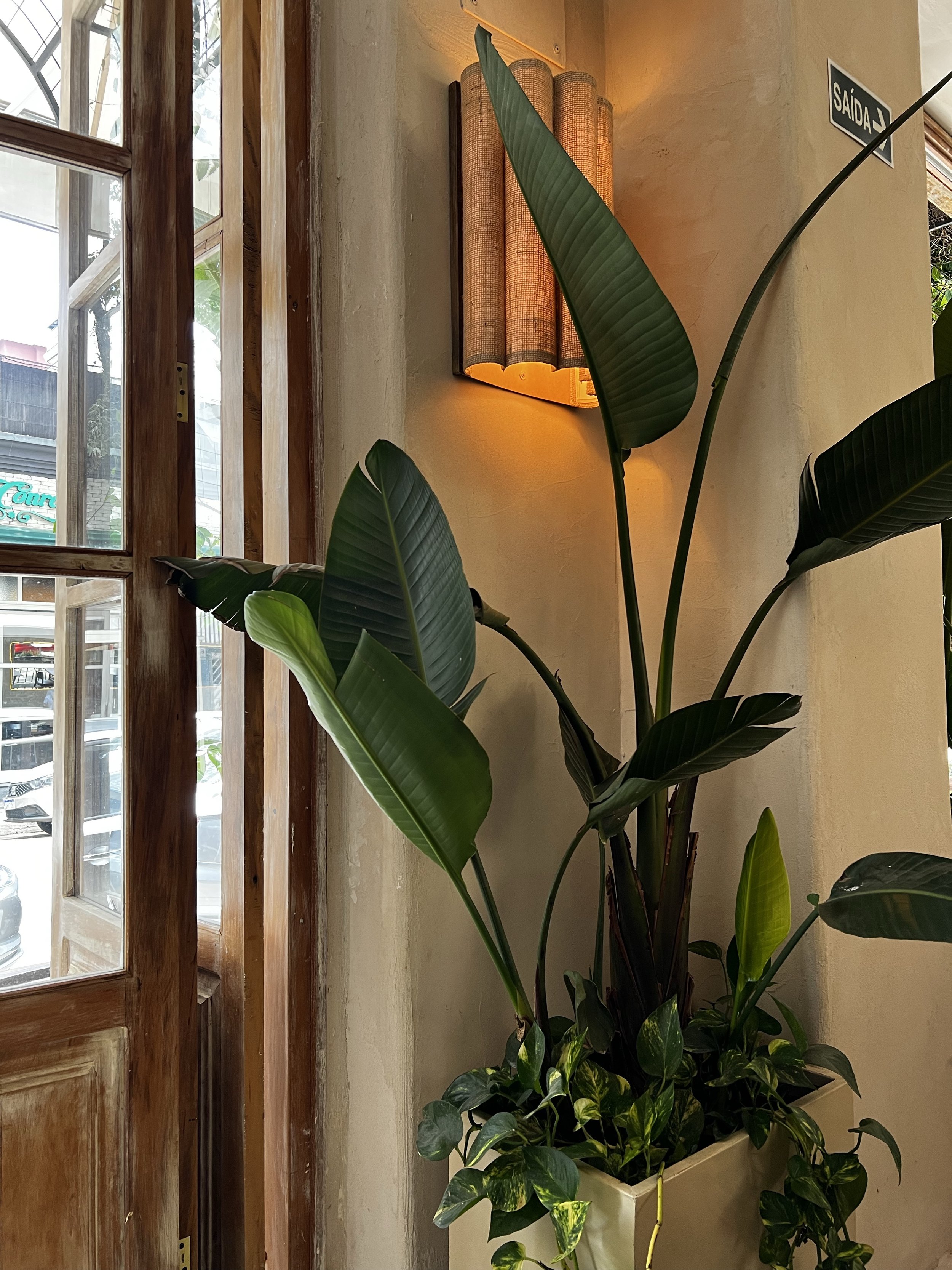 Indoor decorative plant near a wooden window with a wall-mounted light fixture and a sign that says 'SAÍDA' (exit) in Portuguese.