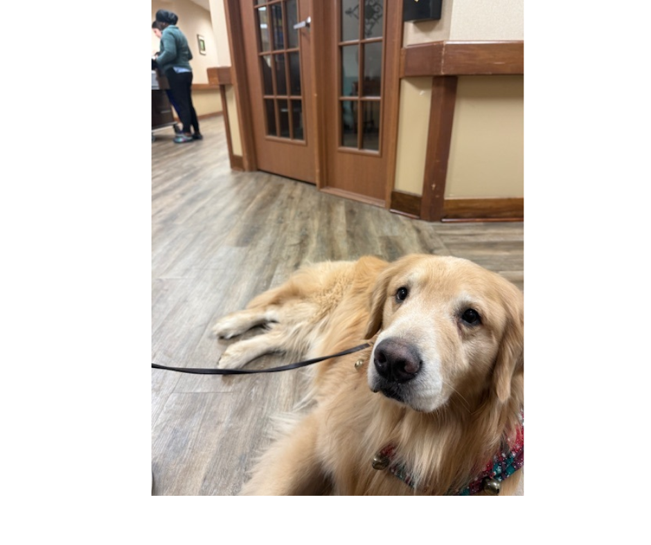 December 2025 Bruce working on therapy dog skills at Sugar Grove Long Term and Hospice Care