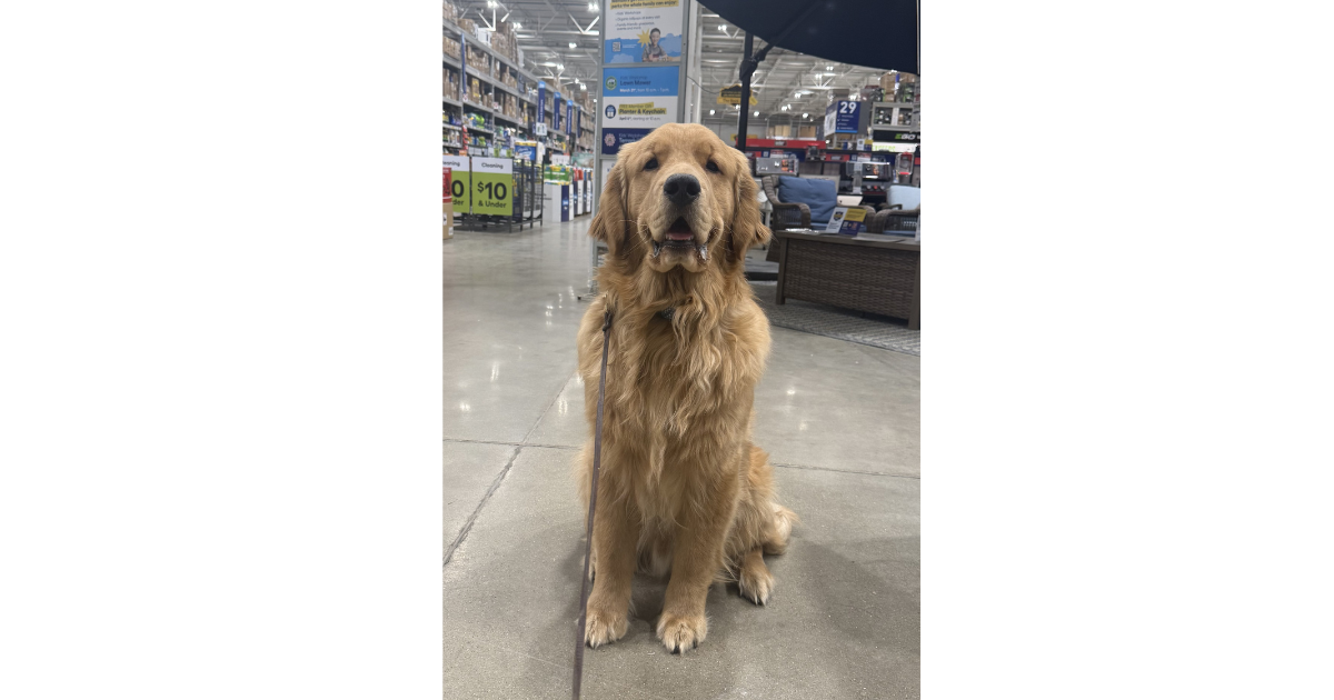 2026 May Sit/Stay training with Moses