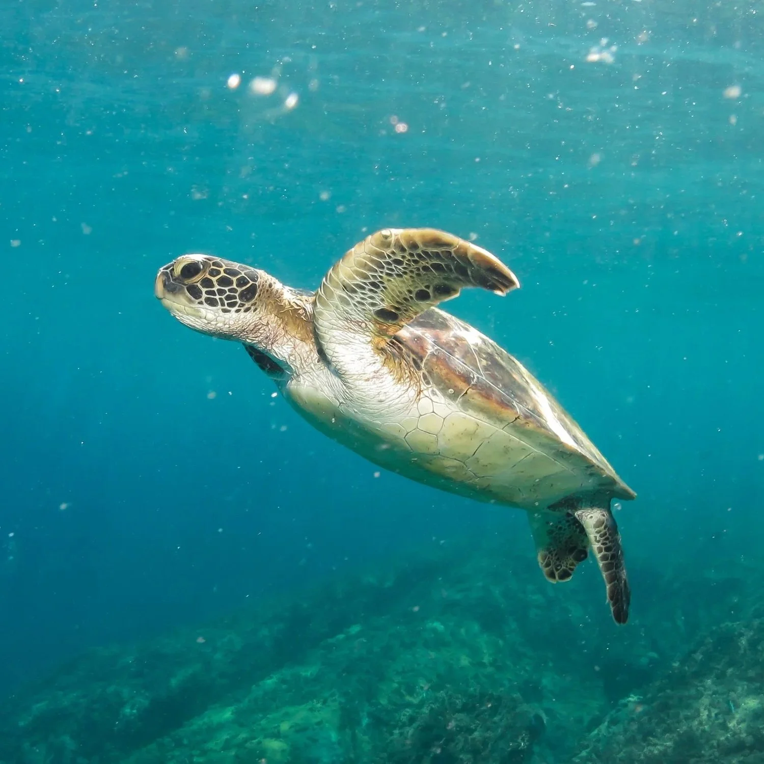 Sea turtle swimming underwater with a rocky ocean floor visible below.