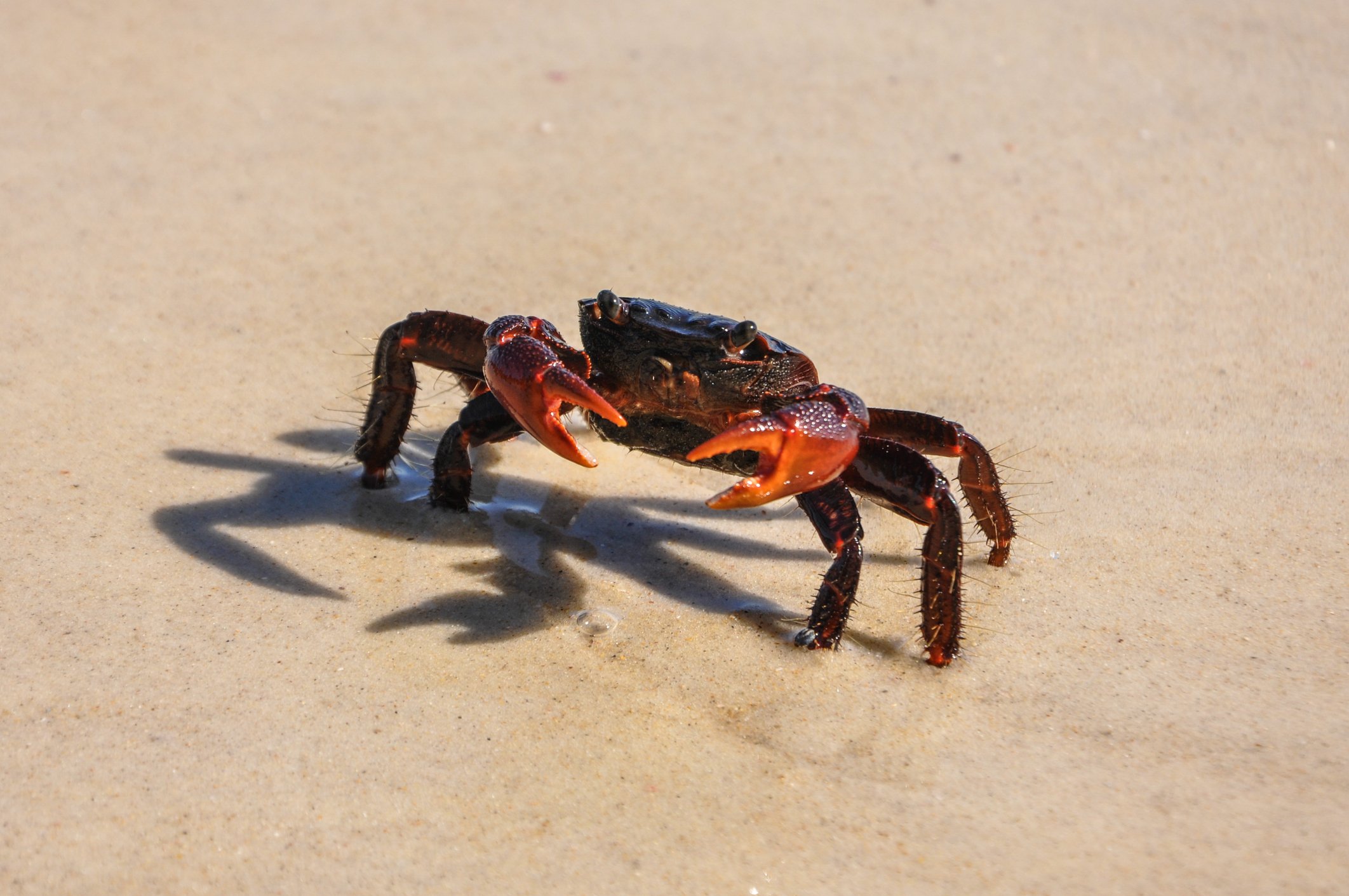A crab walking on the sandy beach with sunlight casting its shadow on the ground.