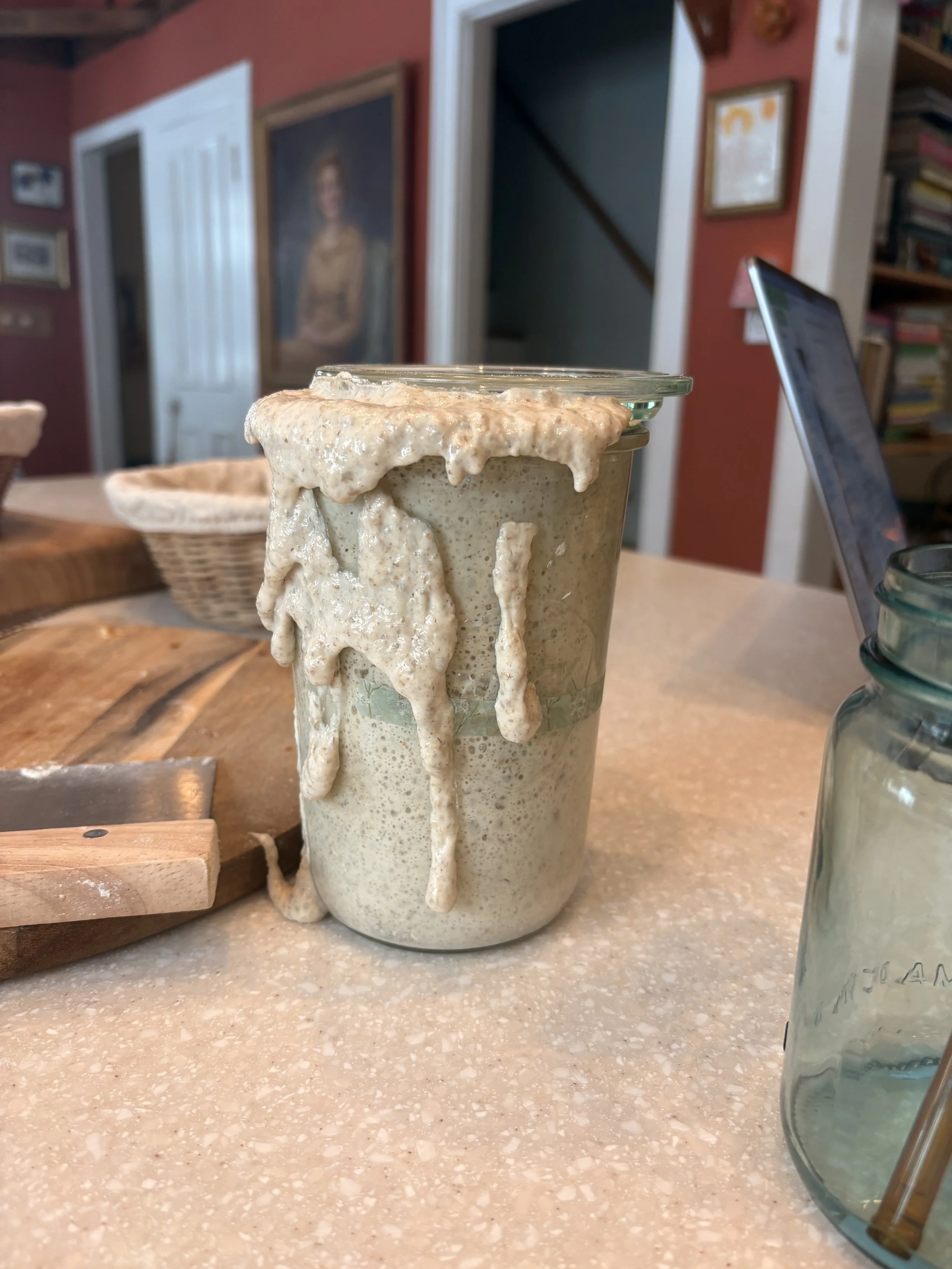 Sourdough Starter 