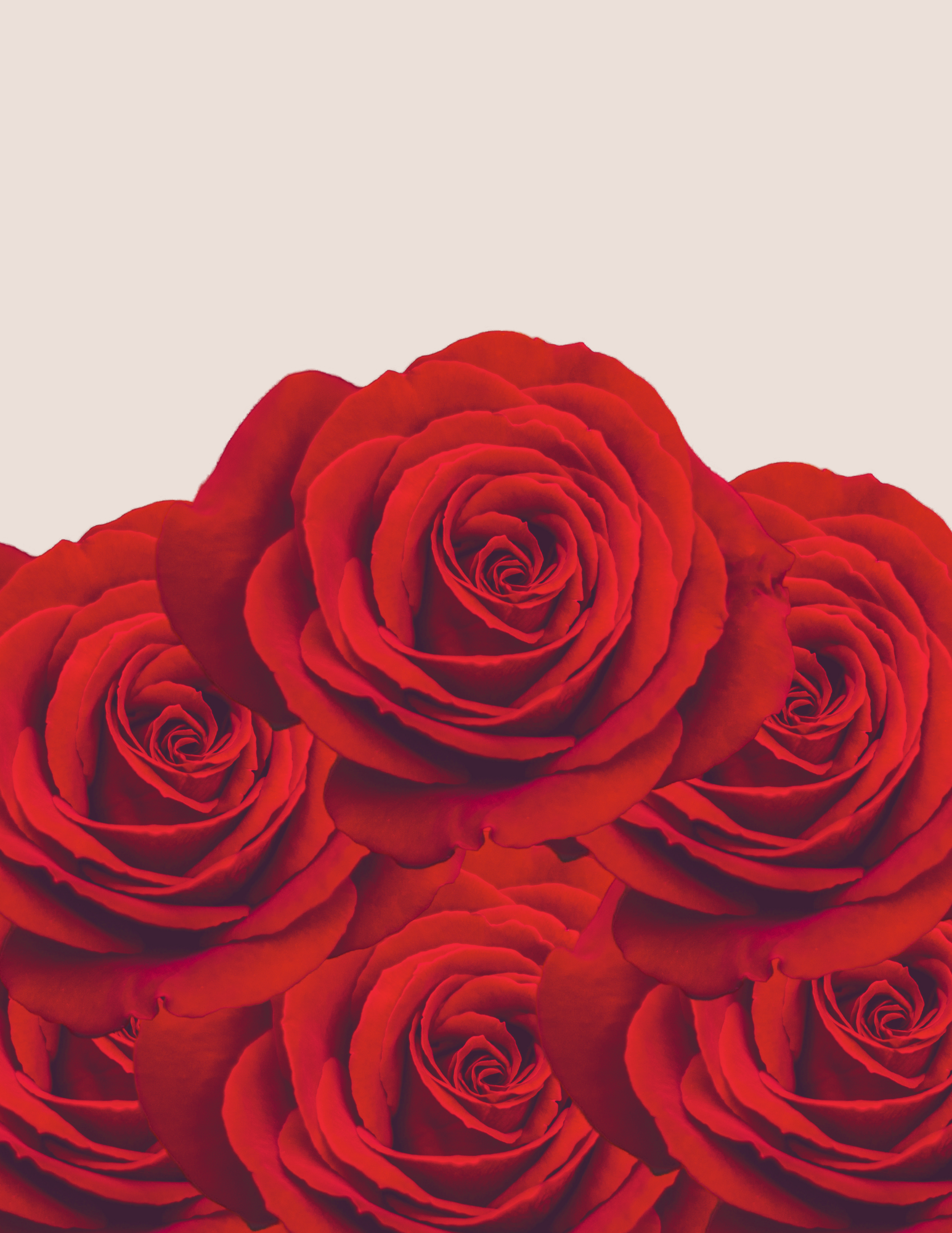 Multiple red roses with detailed petals on a light background.