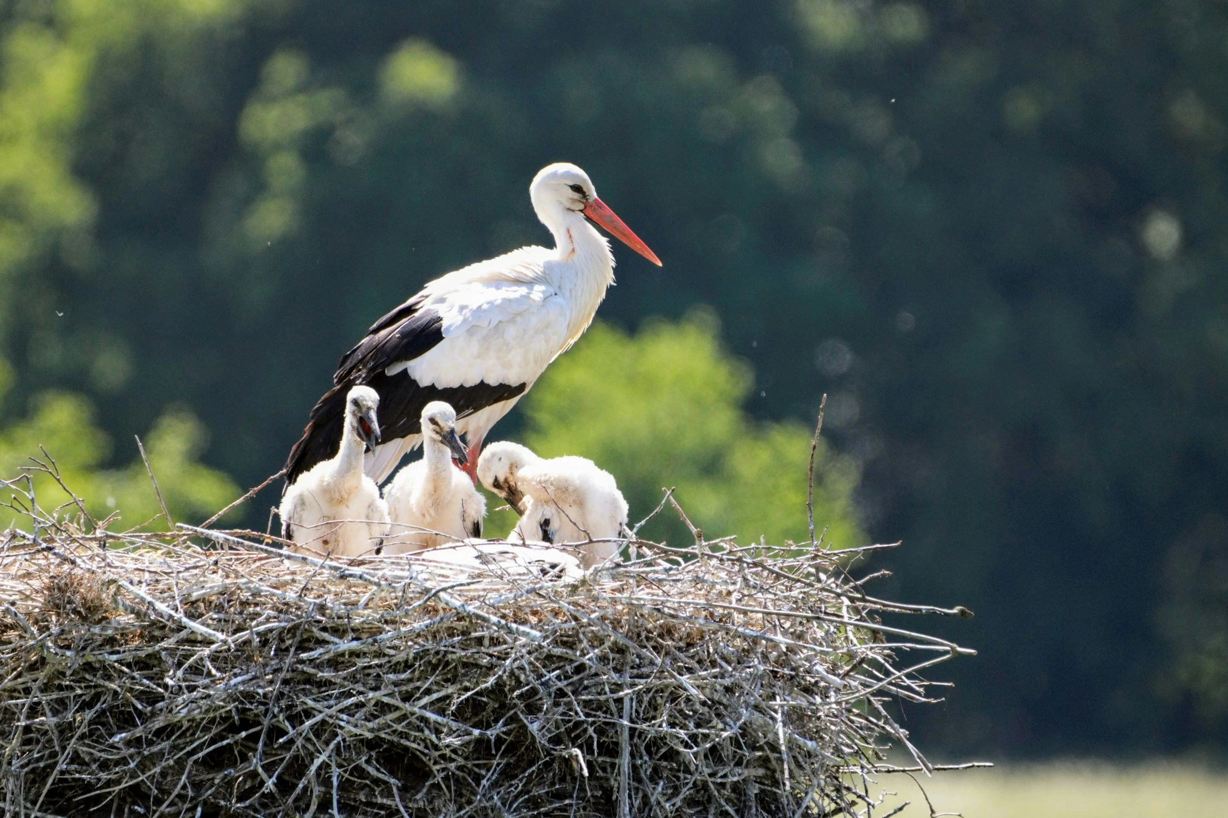 Empty Nest Dads: Who Are You Now?