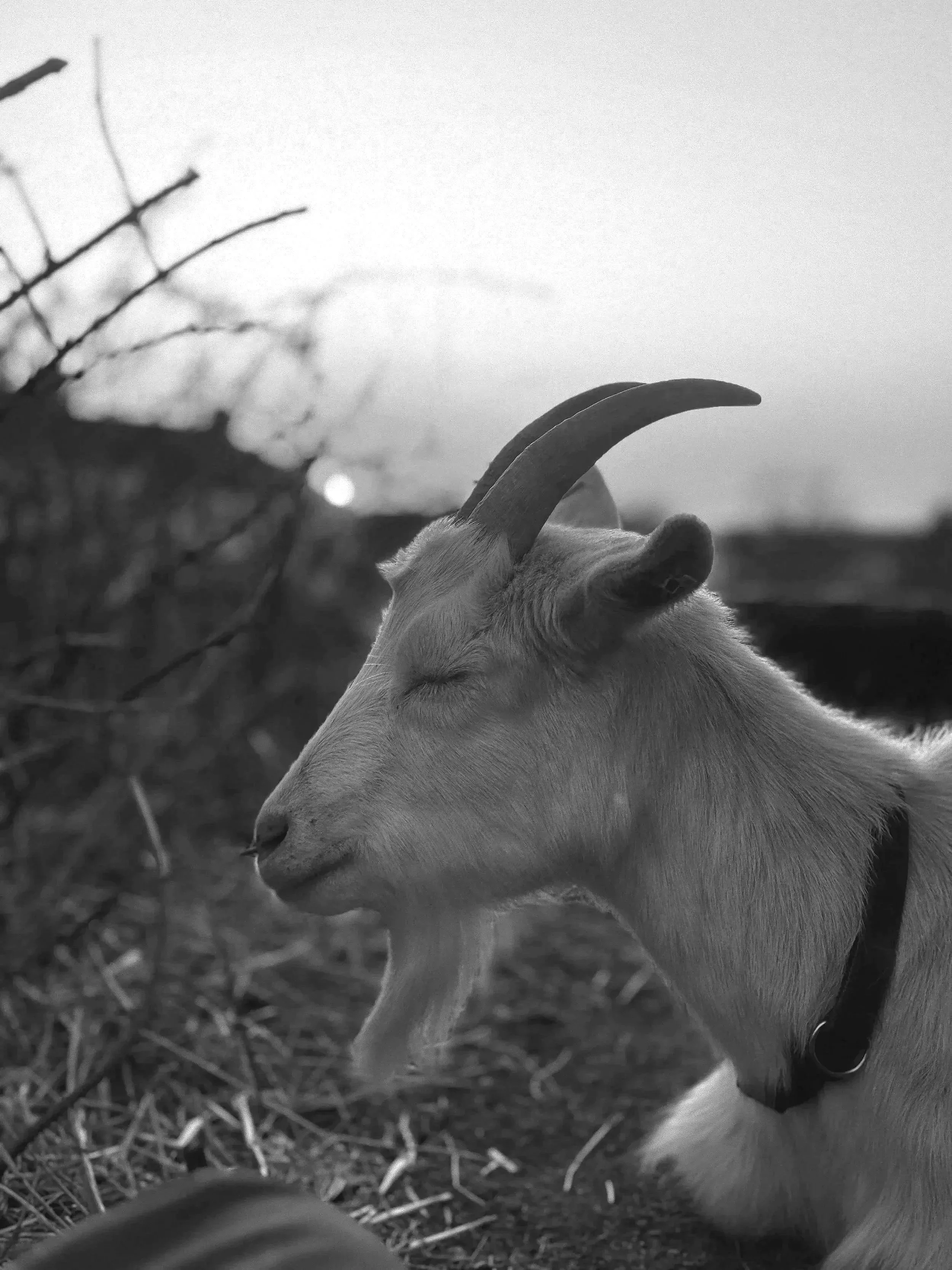 Bristol Goats