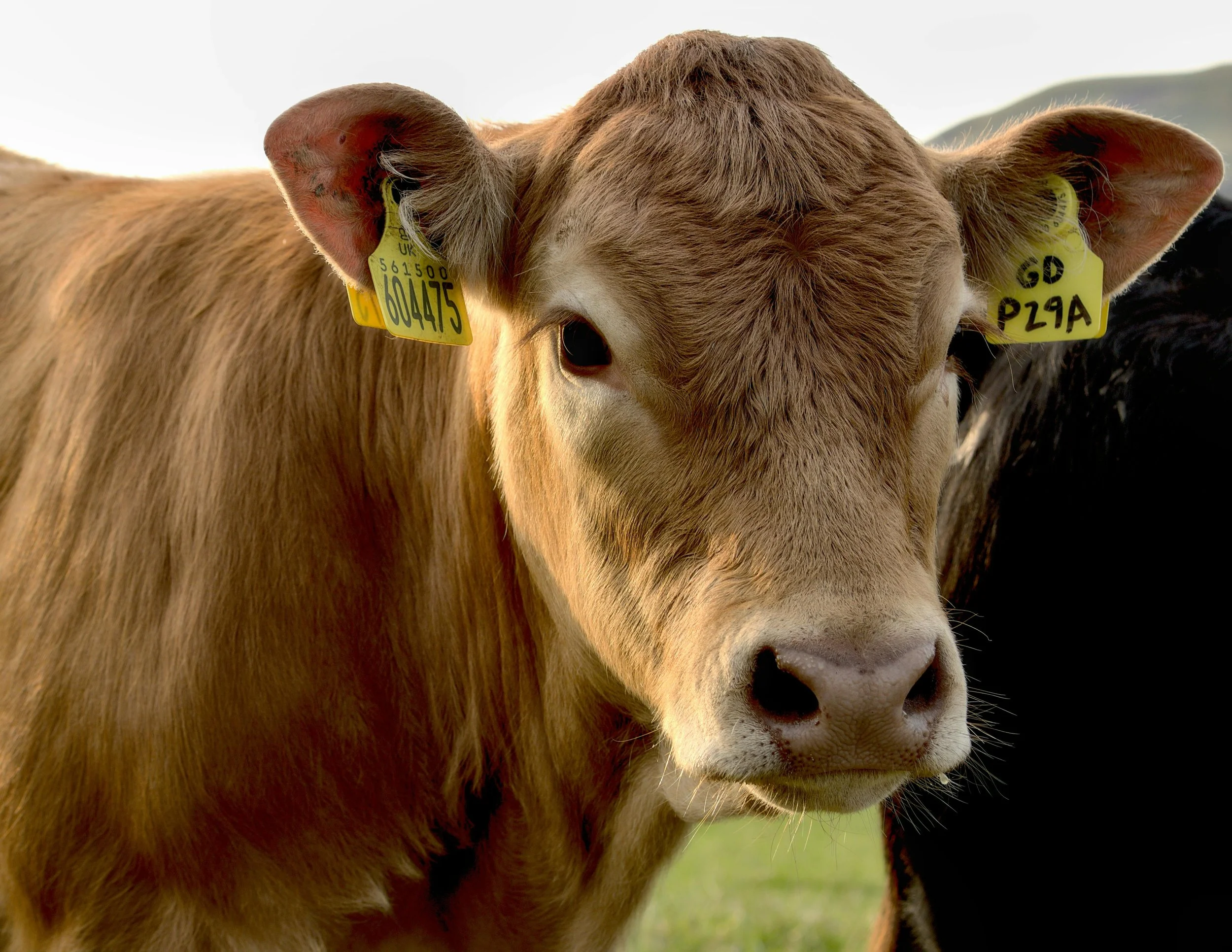 Responsibly raised beef sourced from trusted West Coast farms.