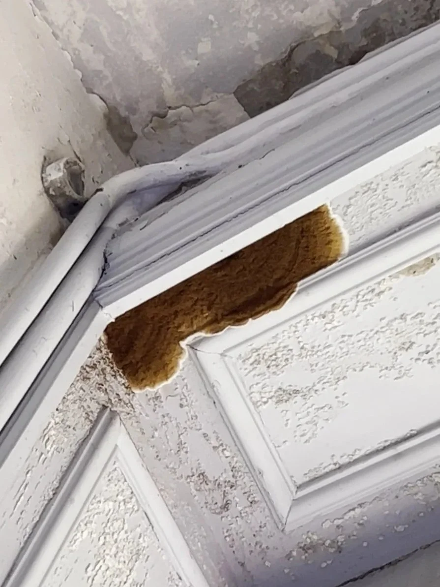 Mérule pleureuse Serpula lacrymans et carie cubique brune sur charpente normande — champignon destructeur
