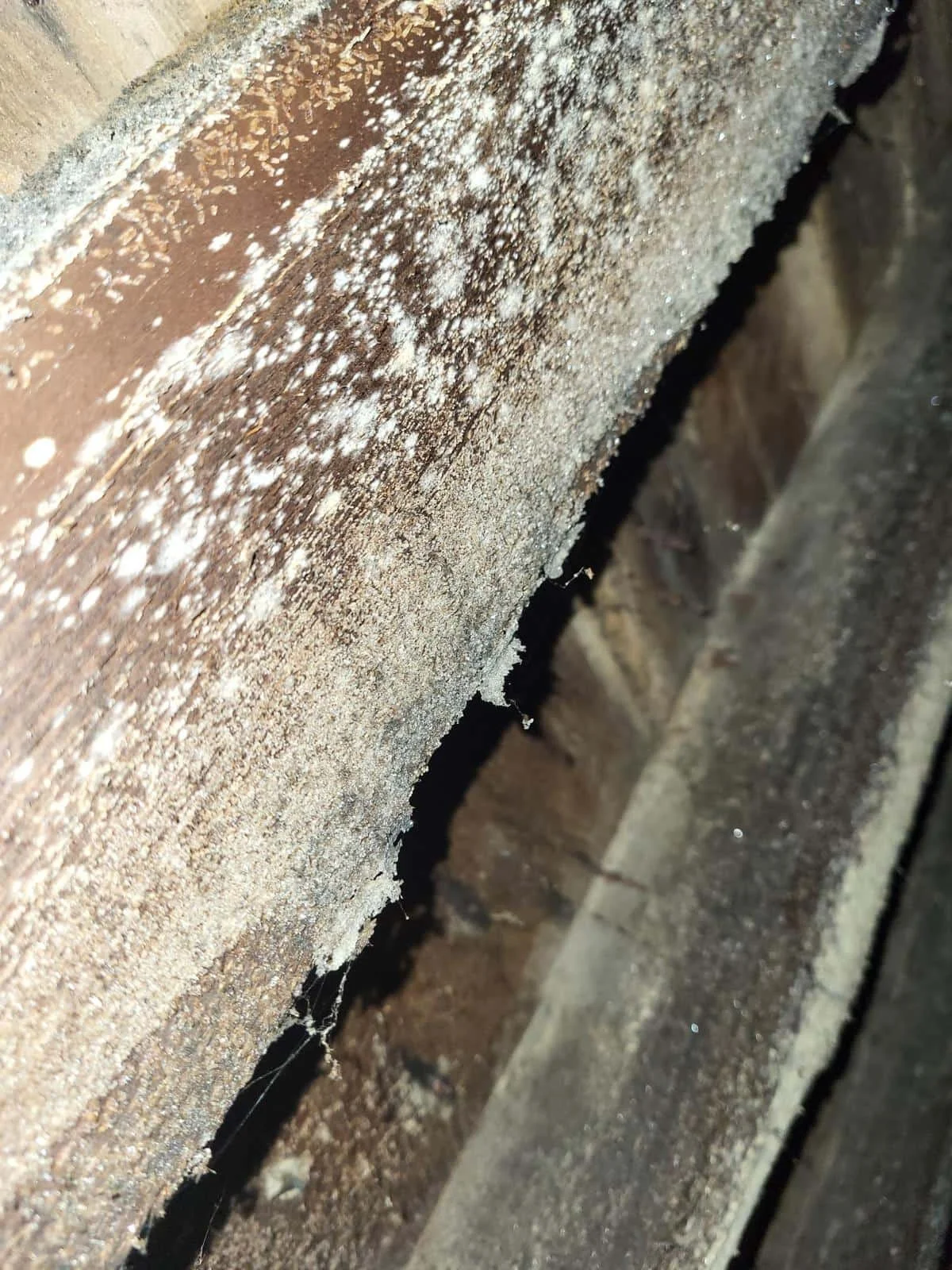 Efflorescence de sel Parasite Bois Expertise en Normandie