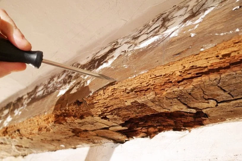 Expert réalisant un diagnostic termites sur charpente bois en Normandie — sondage poinçon