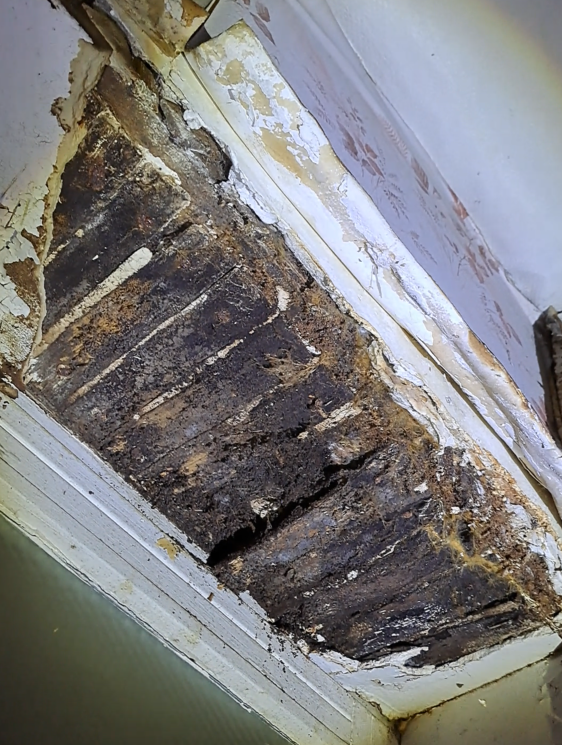 Pourriture du bois : causes, risques et solutions pour protéger votre maison