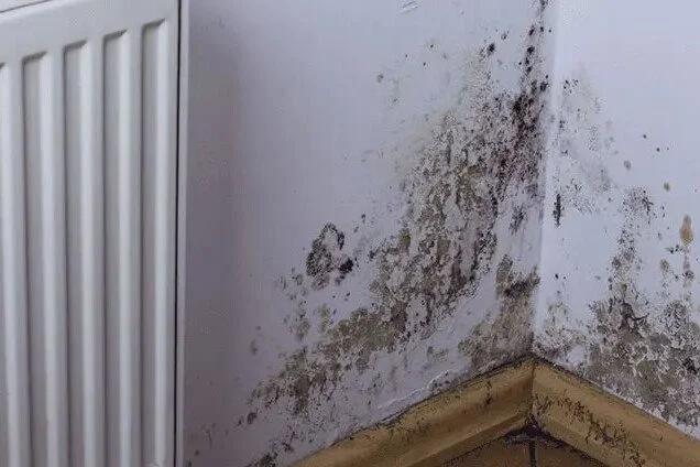 Champignon dans les murs : danger réel ou simple nuisance ?