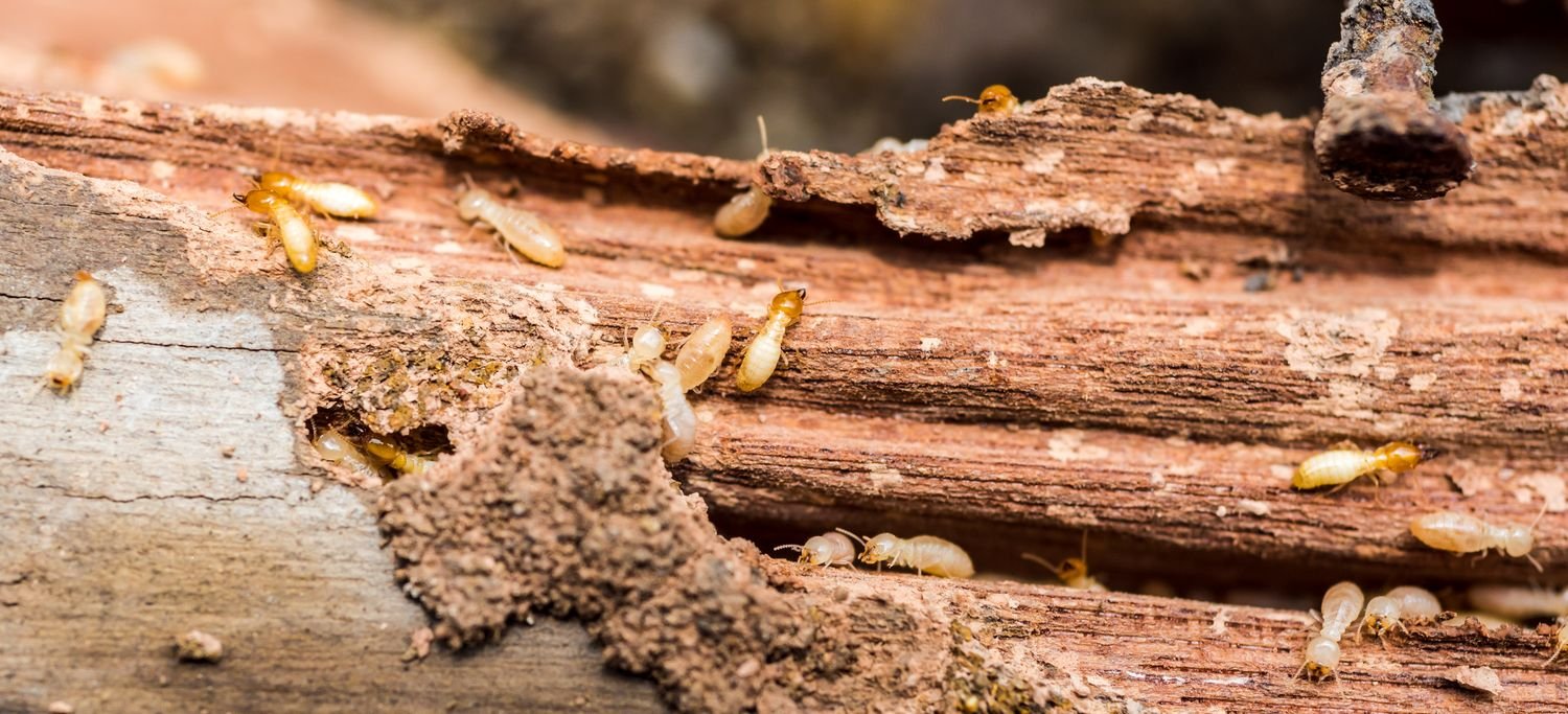 Termites : que dit la loi en cas de vente immobilière ?