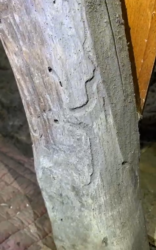 Solives attaquées : comment savoir si c’est grave ?