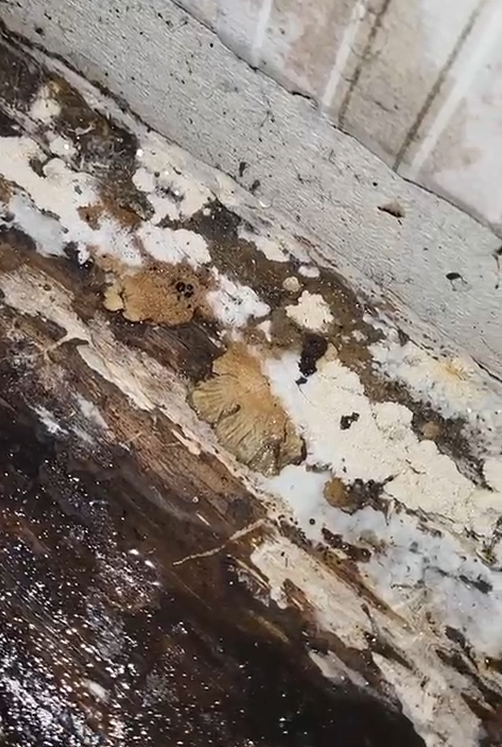 Dépôt blanc sur le bois : efflorescence de sel ou champignon ?