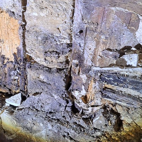 Bois qui noircit : est-ce un champignon ou de l’humidité ?