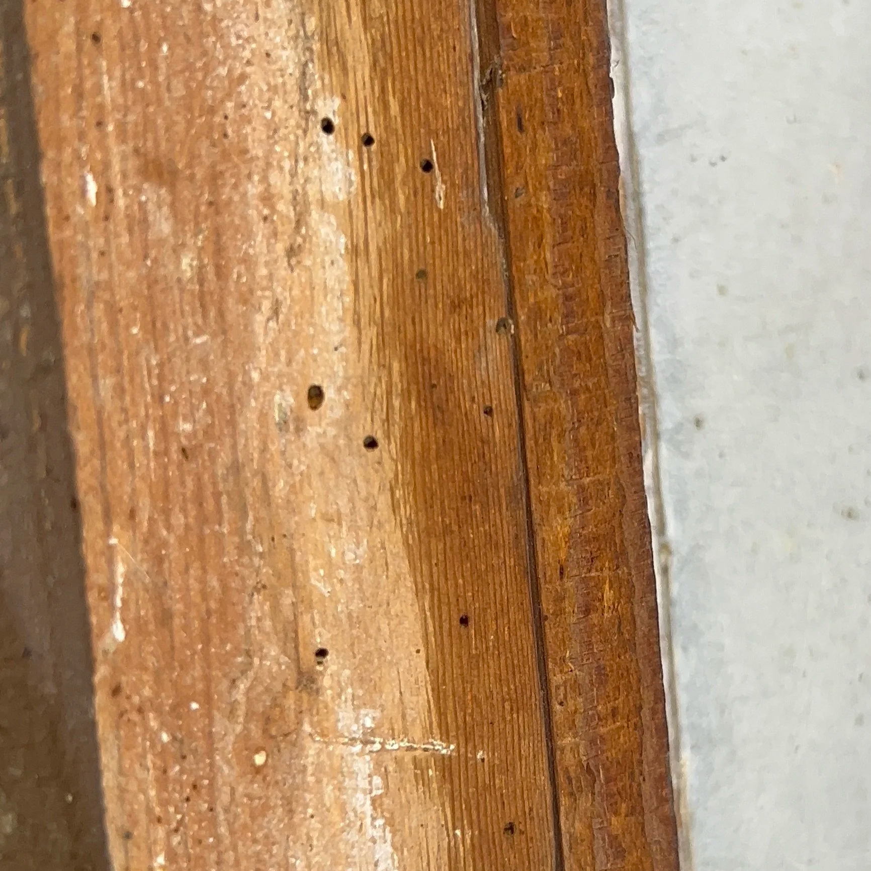 Petits trous dans le bois : quels insectes sont responsables ?