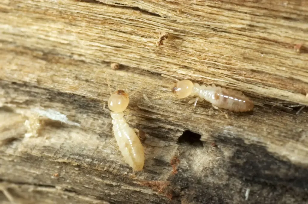 Peut-on avoir des insectes du bois sans voir de trous ? (Oui, et c'est fréquent en Normandie)