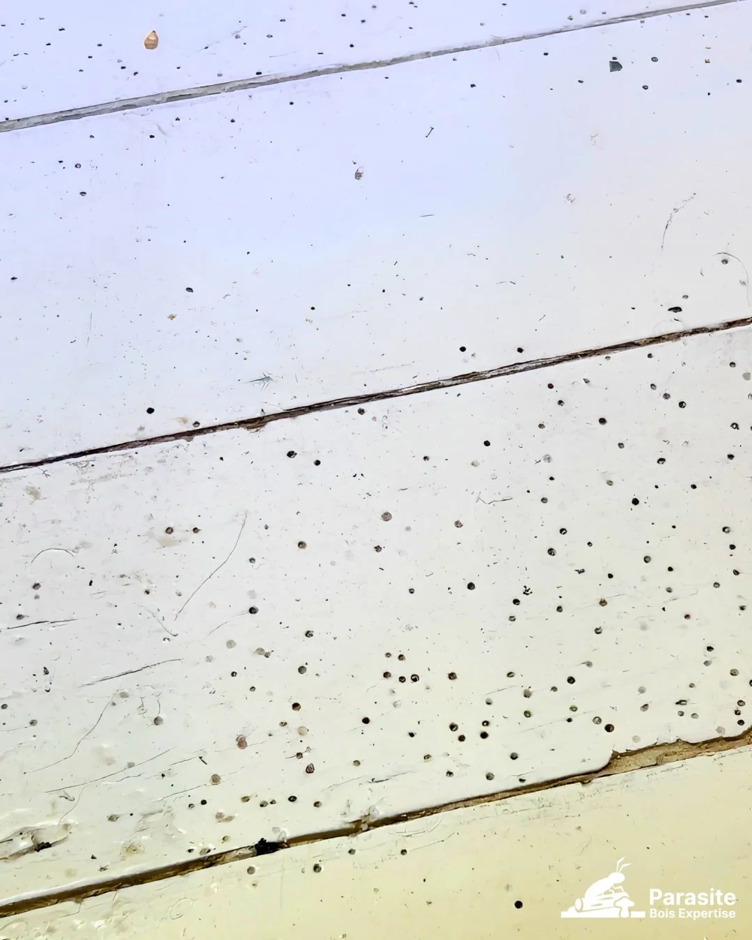 La petite vrillette : l'insecte du bois qui menace aussi les maisons en Normandie