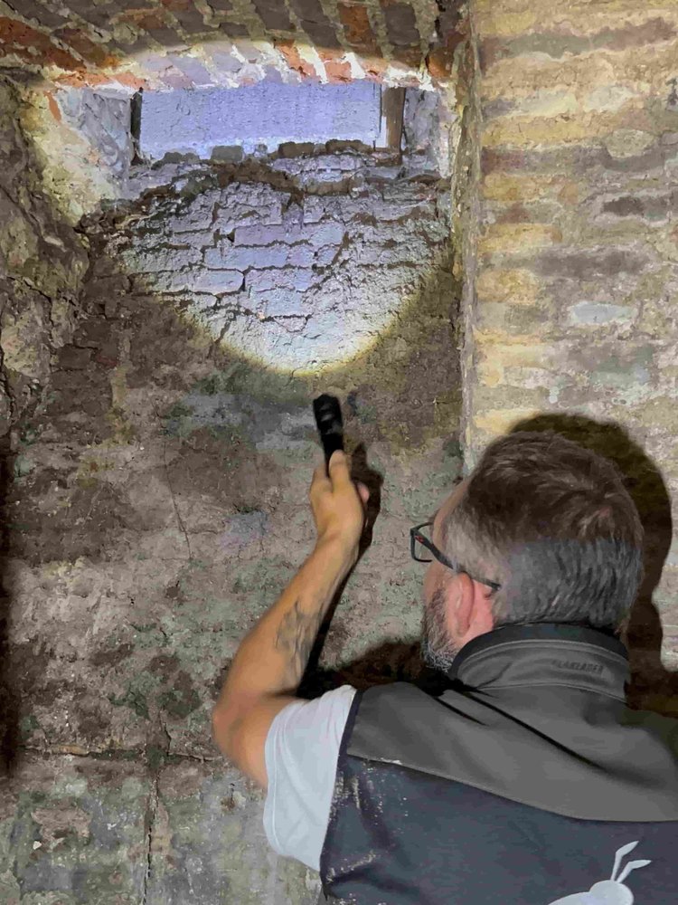 Champignon lignivore sur les bois d'une cave humide