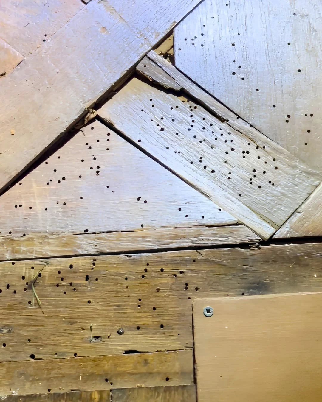 Trous de sortie de vrillette Anobium punctatum avec sciure cylindrique fine sur parquet ancien Normandie