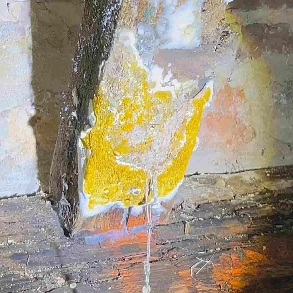 Mérule pleureuse détectée dans cave normande — champignon soumis à déclaration loi ALUR Seine- Maritime