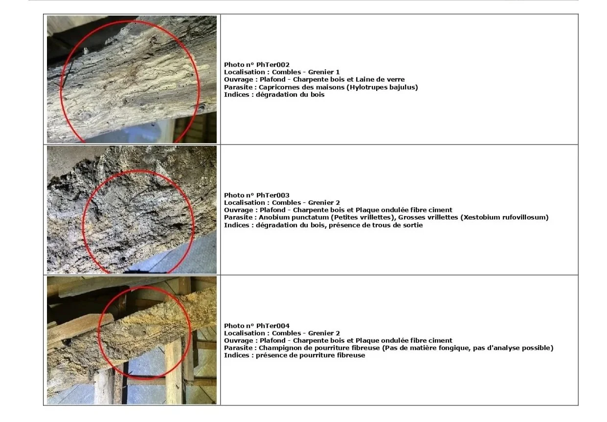 Rapport officiel état parasitaire Parasite Bois Expertise avec photos annotées — document DDT conforme