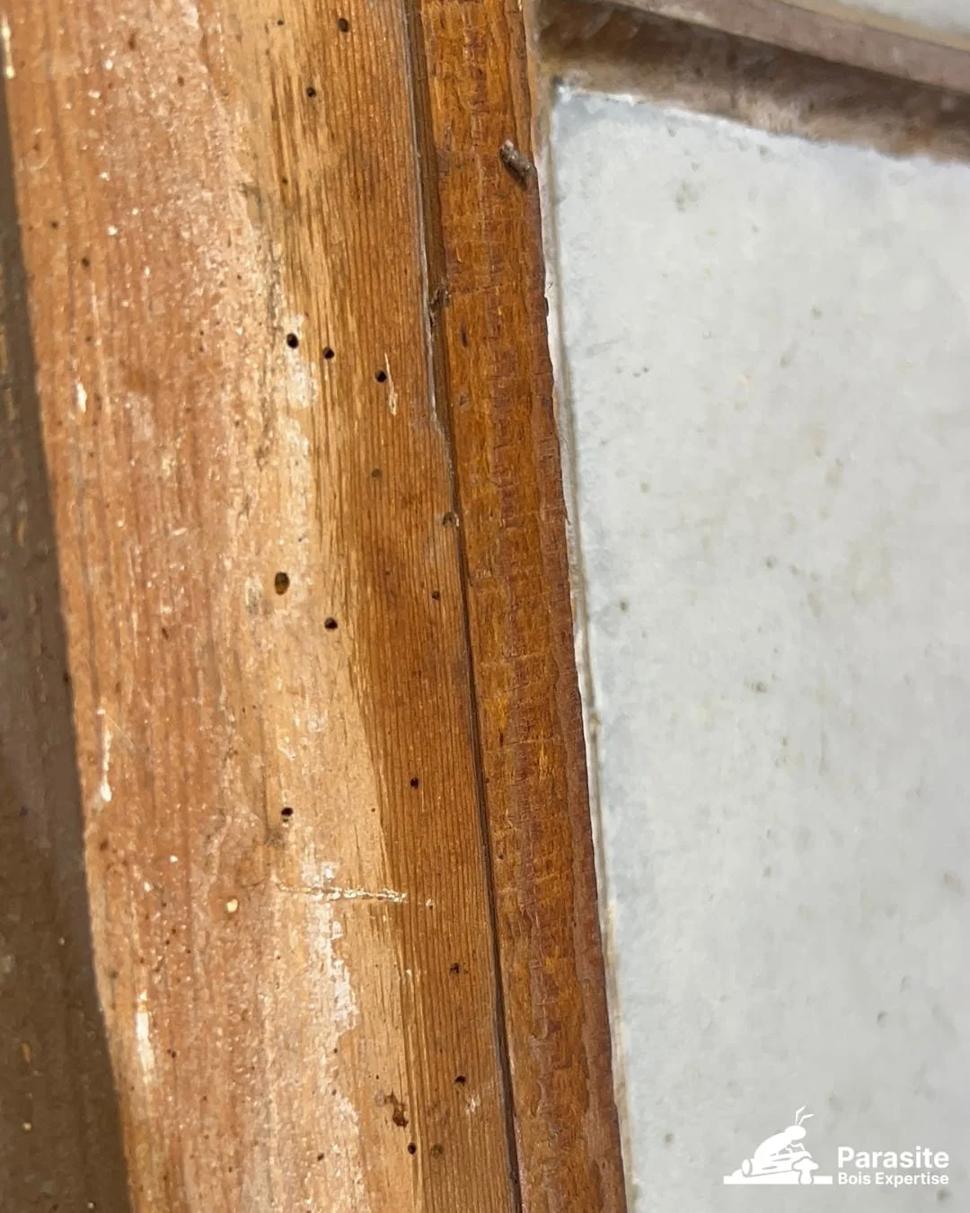 Trous de sortie vrillette Anobium punctatum dans poutre colombage normand — petits trous ronds 2mm