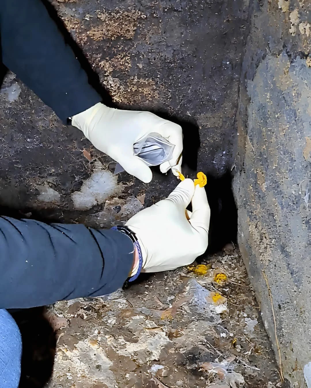 Expert Parasite Bois Expertise prélevant un champignon lignivore pour analyse en Normandie.