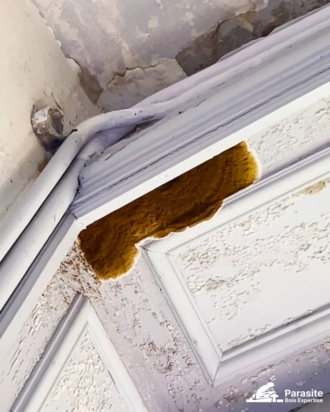 Mérule pleureuse Serpula lacrymans sur poutre en bois normande — filaments mycéliens et carie cubique brune