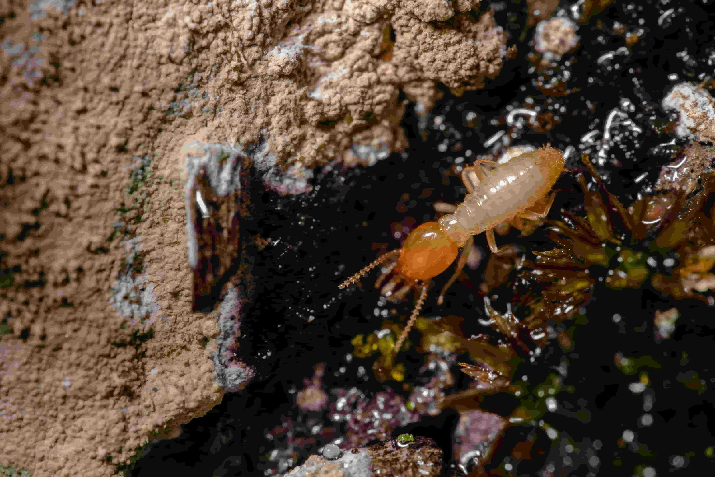 Galeries de termites souterrains Reticulitermes dans charpente bois Seine-Maritime zone classée