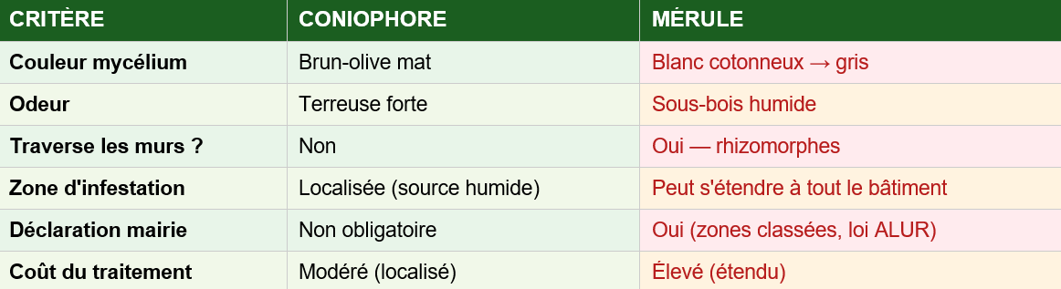 Différences entre le coniophore et la mérule | Parasite bois expertise