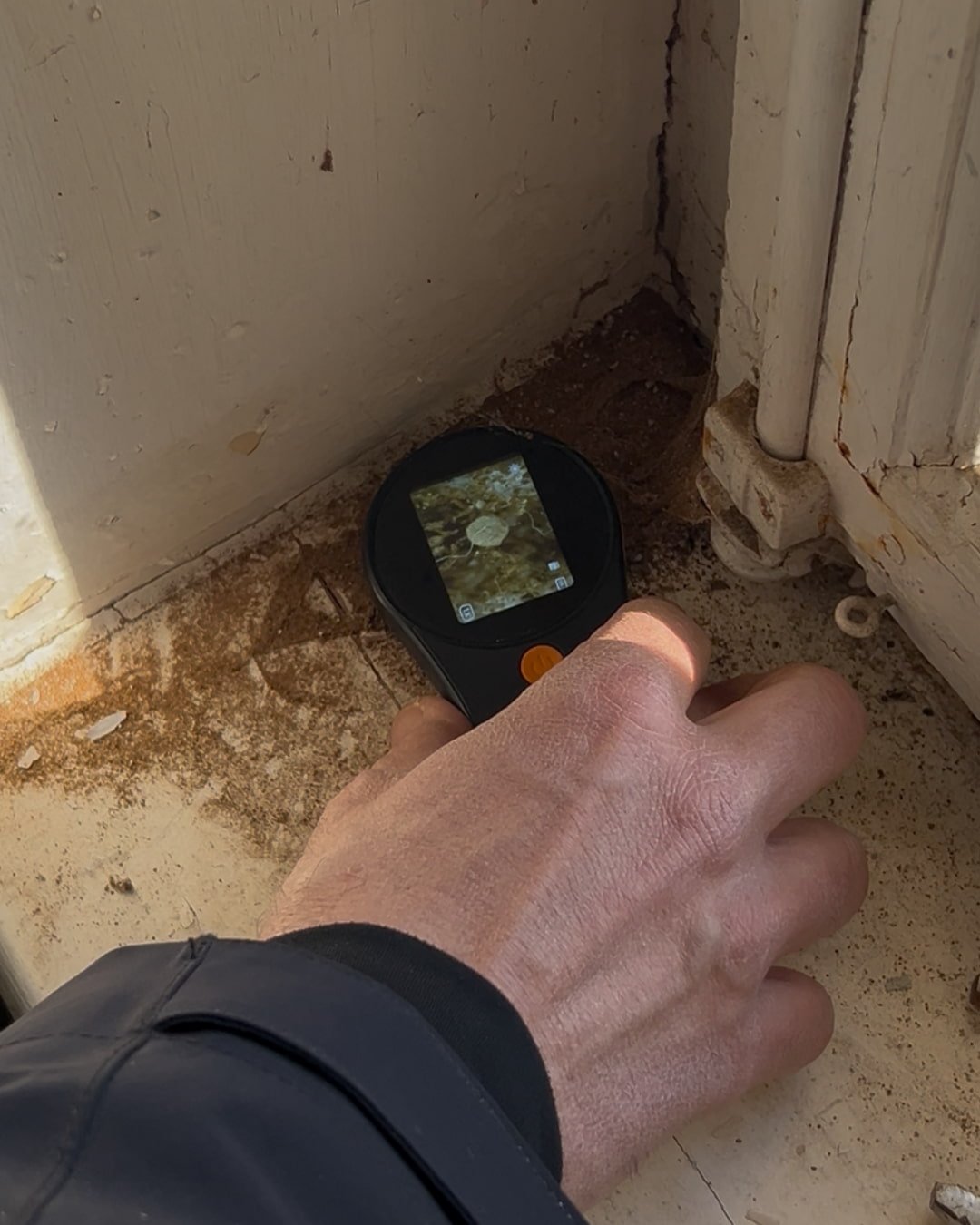Expert Parasite Bois Expertise sondant poutre de colombage normand pour détection vrillette active