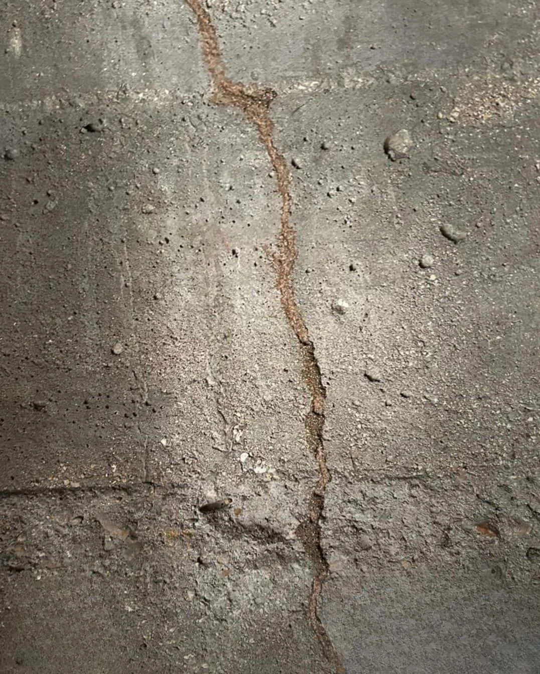 Tube de terre de termites souterrains Reticulitermes sur mur de cave Seine-Maritime