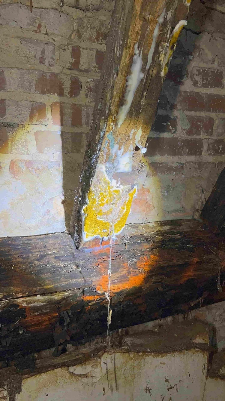 Mérule développée sur une poutre, éclairée à la lampe