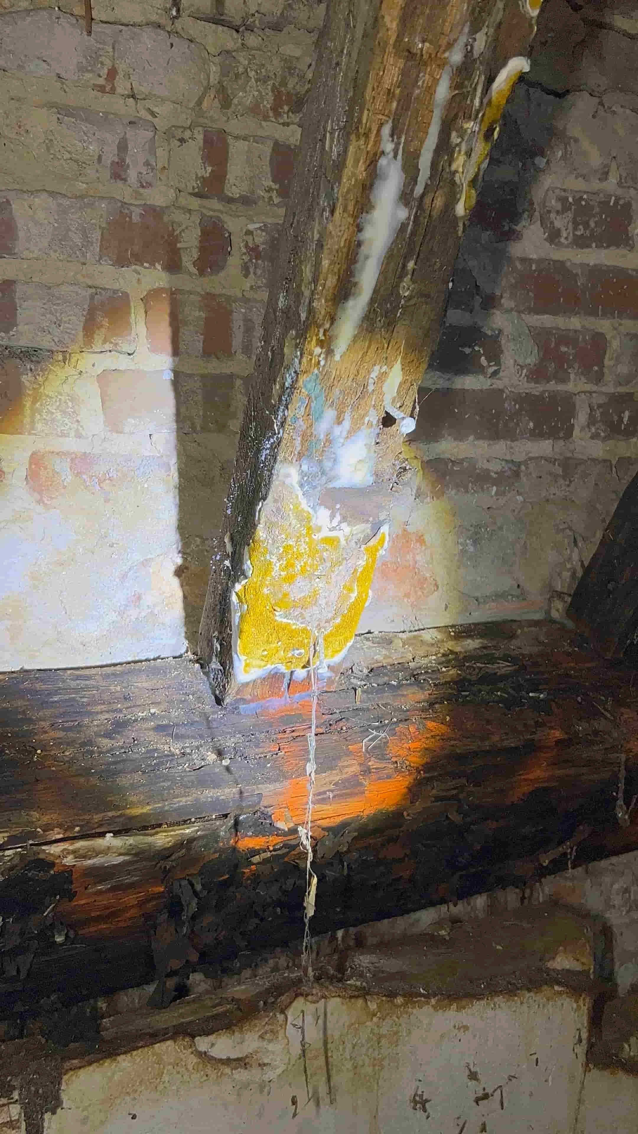 Mérule pleureuse Serpula lacrymans sur poutre en bois normande — filaments mycéliens et carie cubique brune