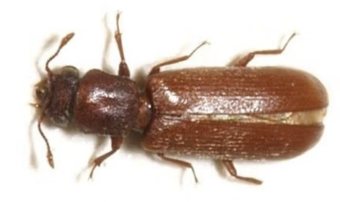 Lyctus