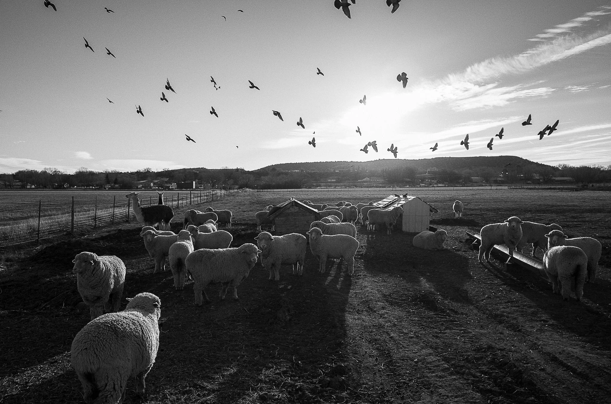 Busters Sheep.jpg