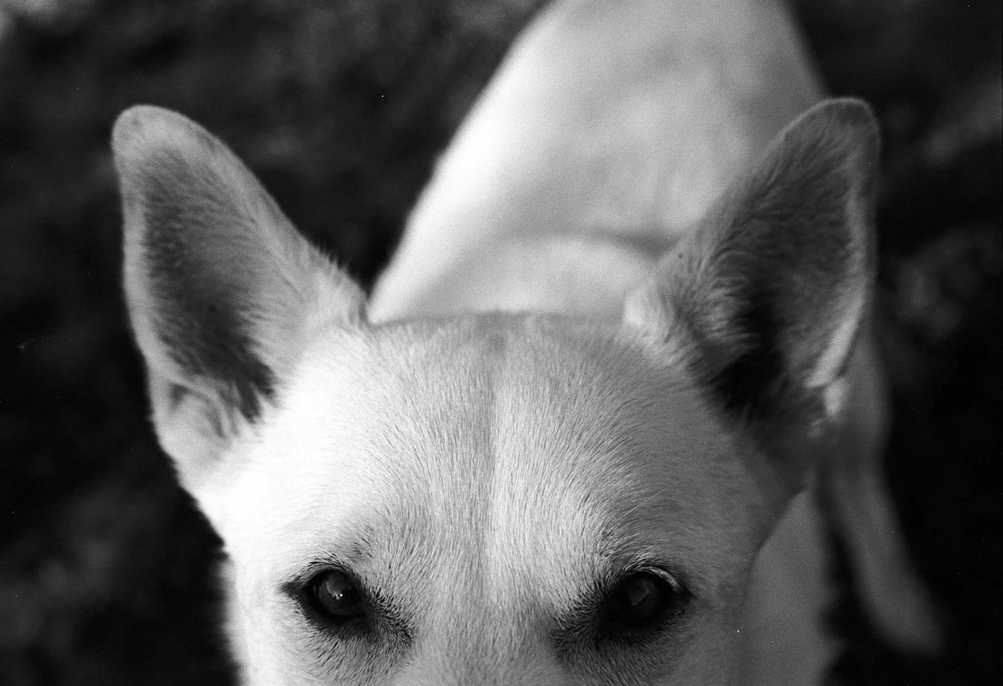 Gus-1.jpg