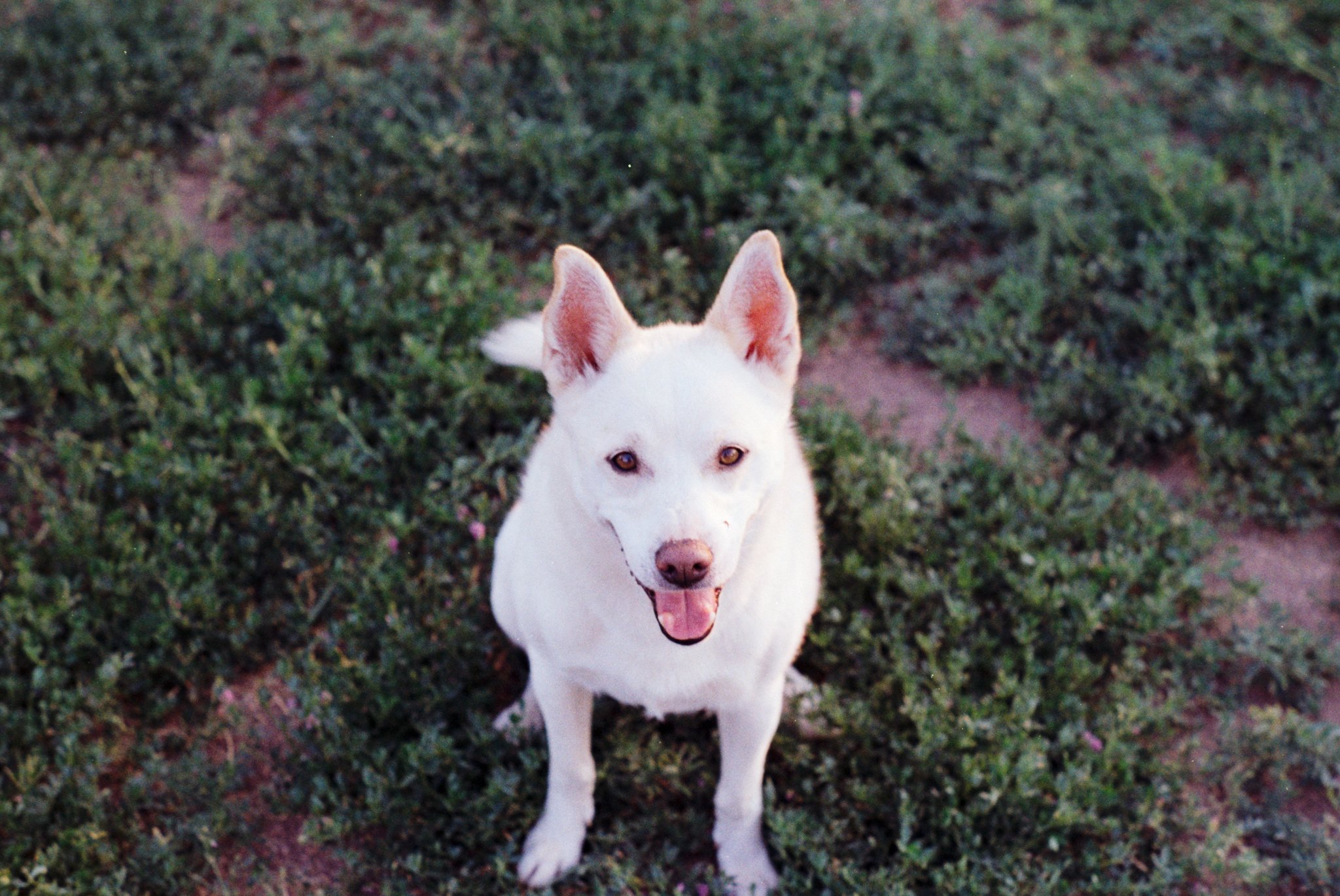 Gus-1.jpg