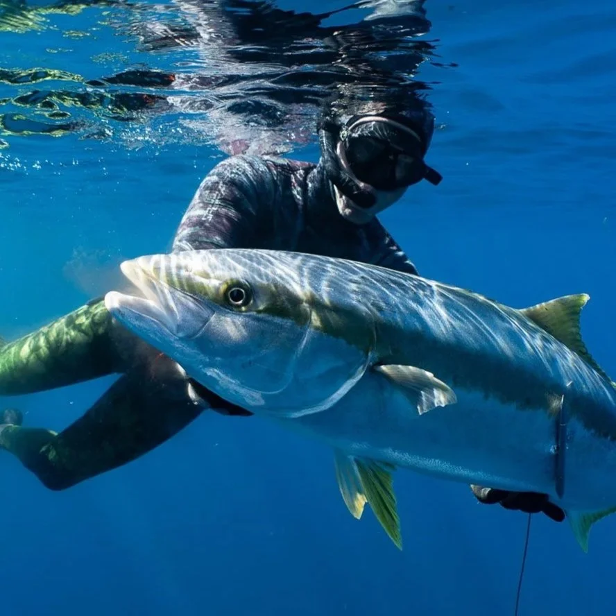 Spearfishing Photography in Southern California: Perfect Conditions and Yellowtail