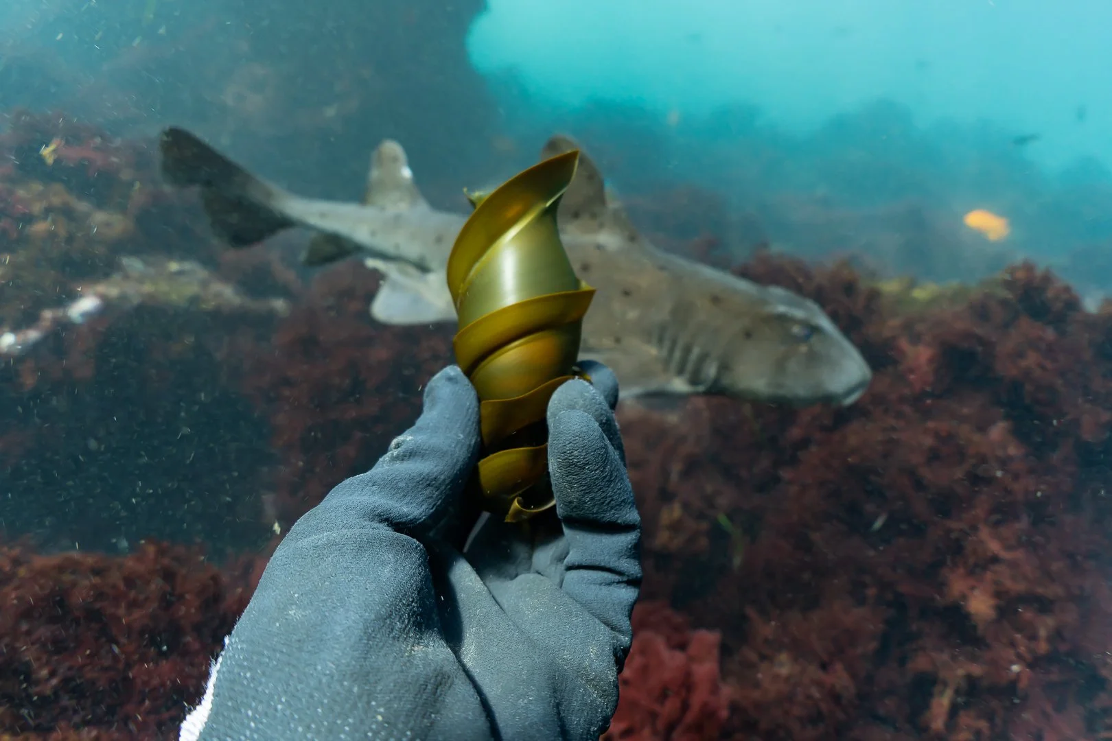 Horn Shark Mating in La Jolla: Underwater Wildlife Photography in San Diego