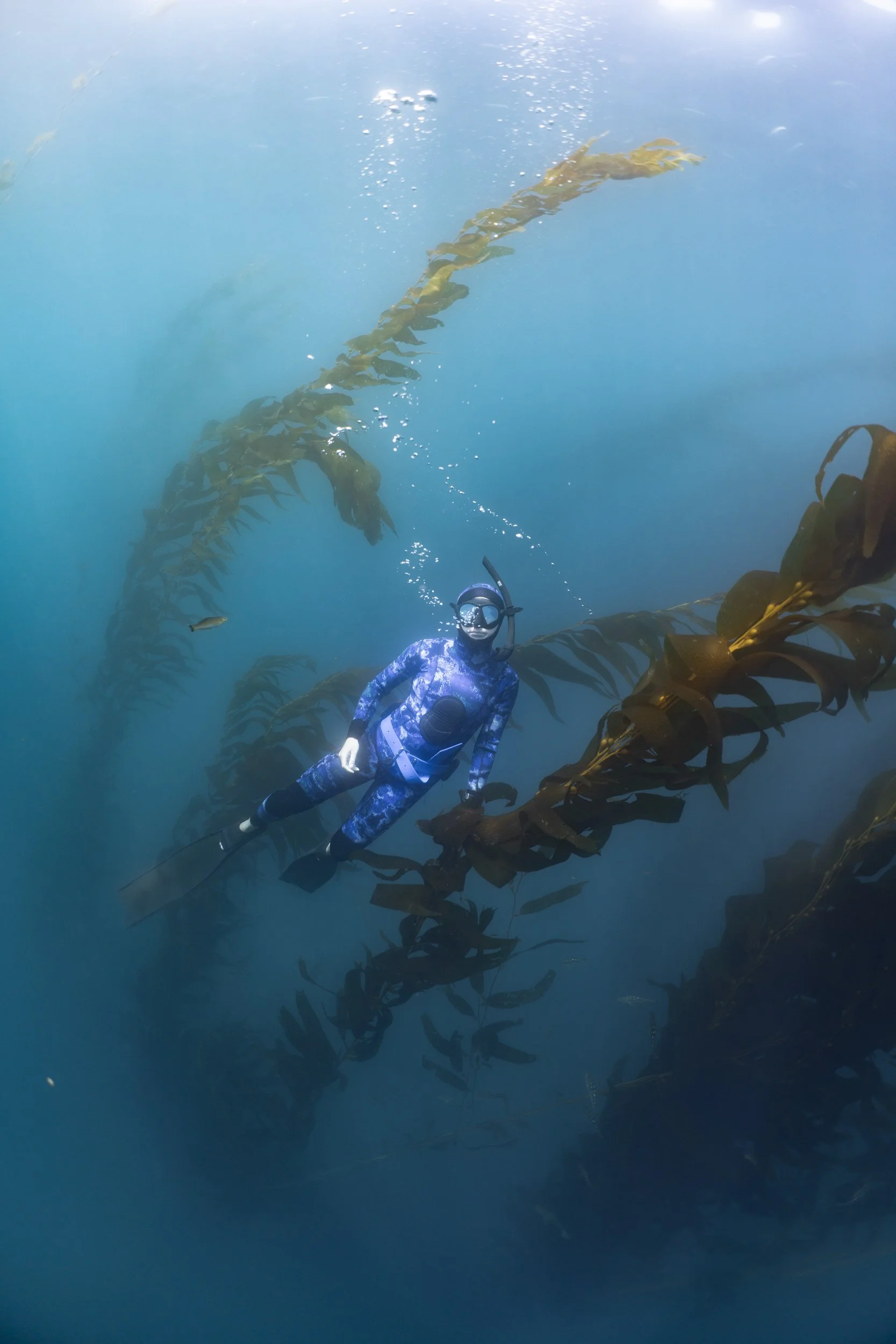 Underwater Kelp Forest Portrait Photography – La Jolla, California