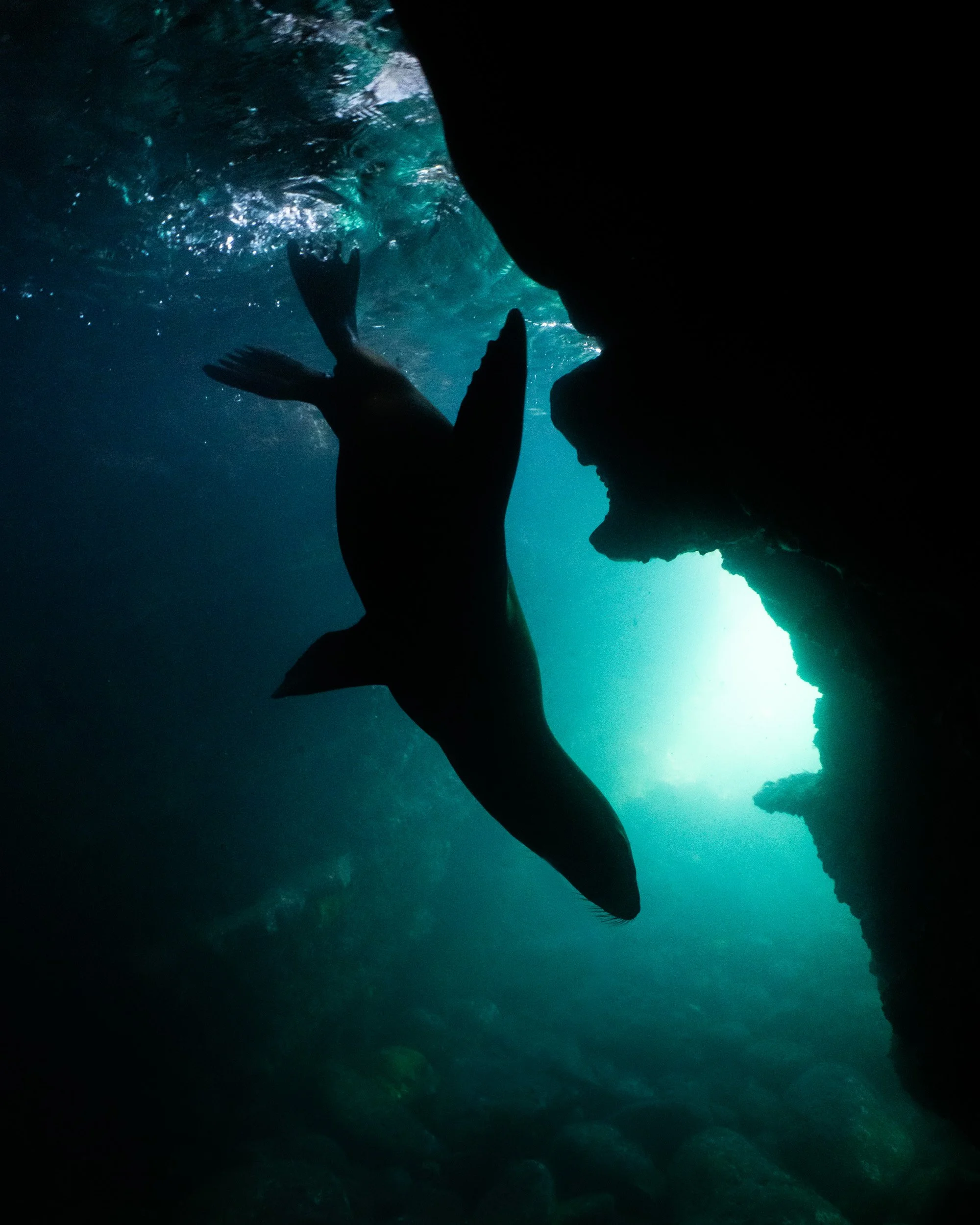 Snorkeling La Jolla Cove: Swimming With Sea Lions and Photographing San Diego’s Underwater Wildlife
