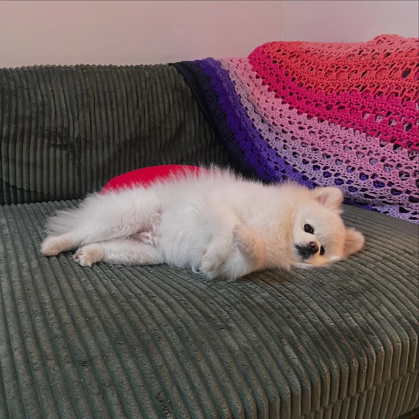 Go on a walk? Uhhh&hellip; yeah. Sure. I&rsquo;ll be right there. 🙄 

Once we hit anything above 70 degrees, Marshmallow says no thanks. The backyard is good enough for me 👍 
.
.
.
.
.
#furcoat #allseasons #pomeranian #redbanknj #njdogs #njdogmoms 
