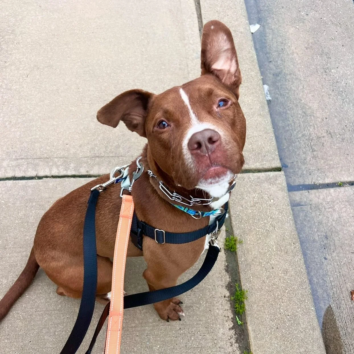 Uh huh&hellip; go on&hellip; I&rsquo;m listening 👂 
Everytime Trey and I go on a walk, people stop to tell us what a beautiful color he is. I have to agree! AND he&rsquo;s super sweet?! C&rsquo;mon&hellip;
.
.
.
.
#pitbull #pitbullsofinstagram #pitt