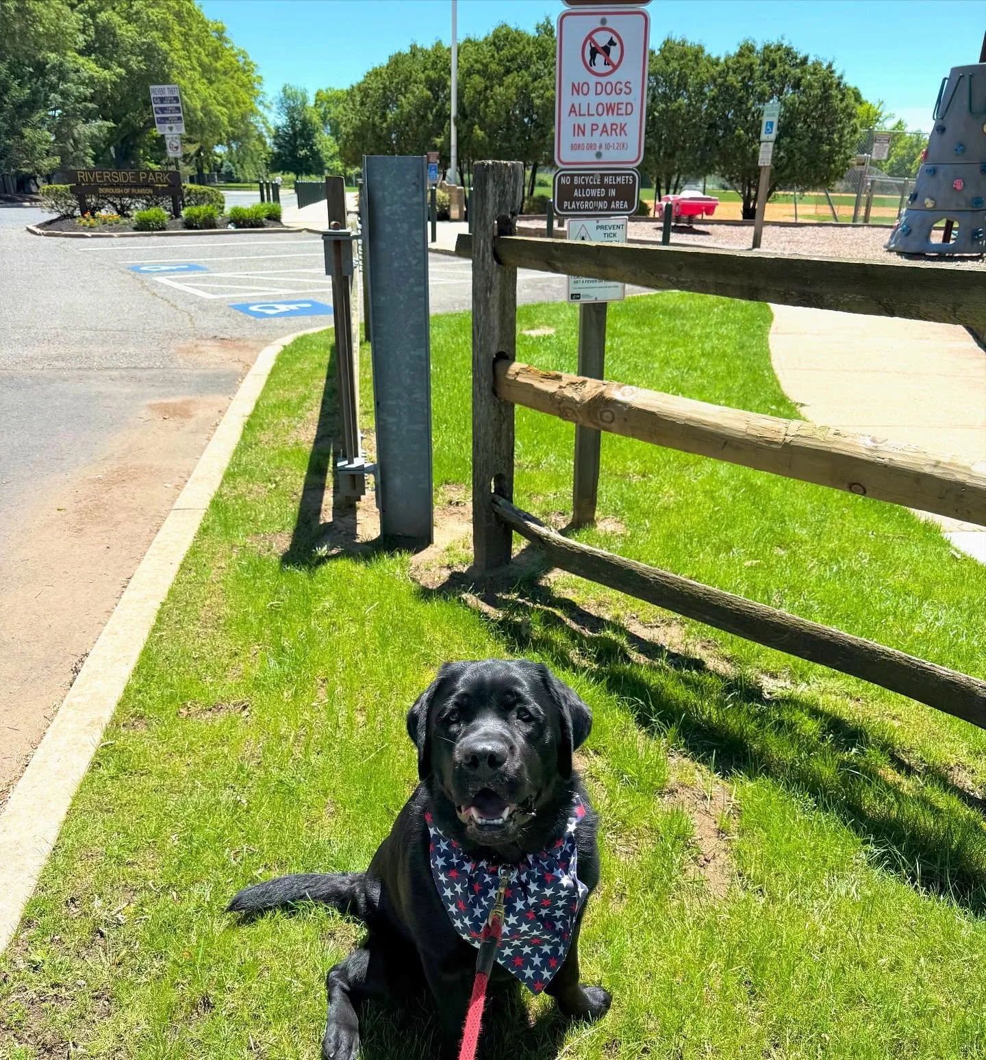 Bootsie says Ignorance is bliss! 💅🏻 #illiterate
.
.
.
.
#englishlab #bootswellington #rulebreaker #oceangrove #oceangrovenj #monmouthcountynj #monmouthbeach #tinytailsnj #njdogwalker