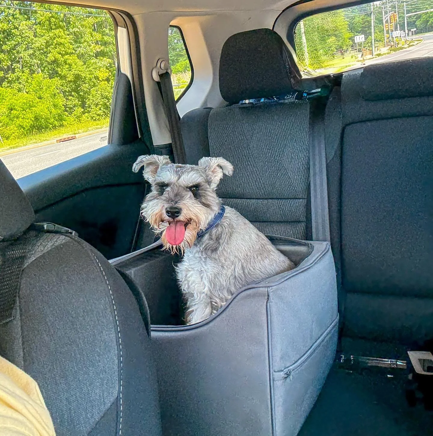 Get in loser, we&rsquo;re going sniffing 😎  Gus&rsquo; family wanted Gus to come join them where they were so after our walk, we hopped in the car. He&rsquo;s such a good boy!
.
.
.
#passengerprince #minischnauzer #jerseyshoreinmotion #dogwalkersofi