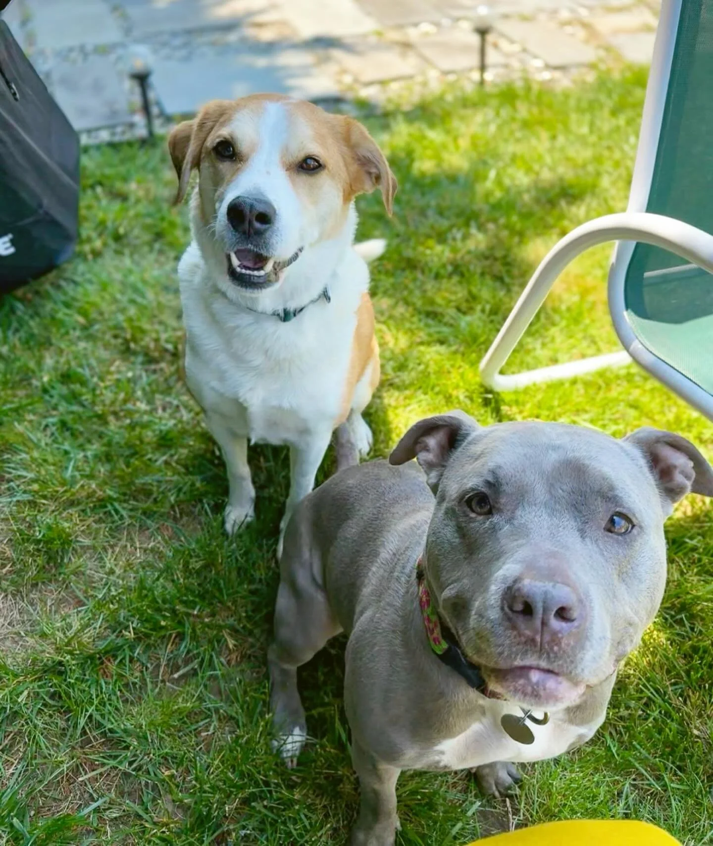 Griffin: Sweet. Kind. One of those dogs whose warm, gentle soul just radiates from him. 
Phoenix: Velvet hippo. Chaos incarnate. Full time instigator. 
They are both my favorite!
.
.
.
#velvethippo #pittbulllovers #asburyparknj #longbranch #jerseysho